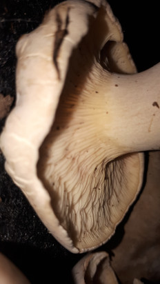 Гриб из кавказский район