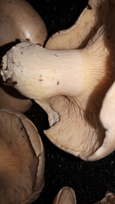 Гриб из кавказский район