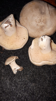 Гриб из кавказский район