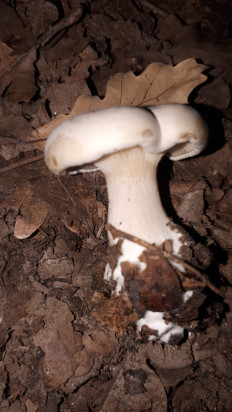 Гриб из кавказский район