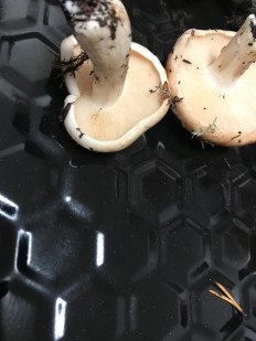 Гриб из Мурманск