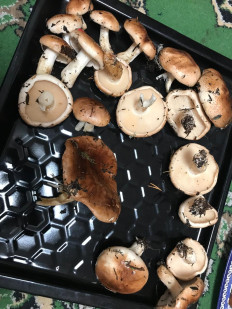 Гриб из Мурманск