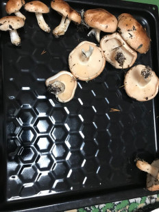 Гриб из Мурманск