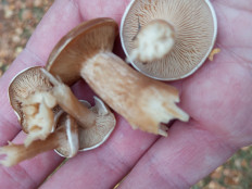 Гриб из Москва