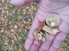 Гриб из Москва