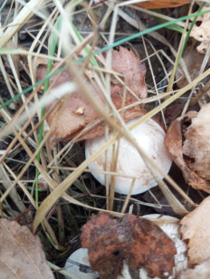 Гриб из Москва