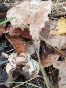 Гриб из Москва