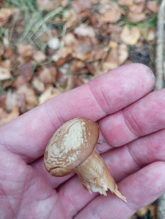 Гриб из Москва