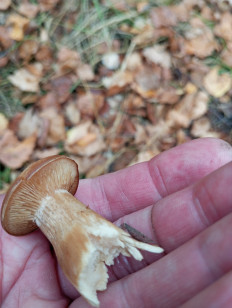 Гриб из Москва