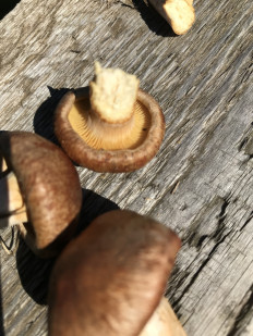 Гриб из с. Кулига