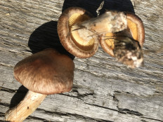 Гриб из с. Кулига