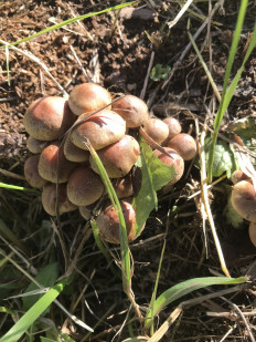 Гриб из с. Кулига