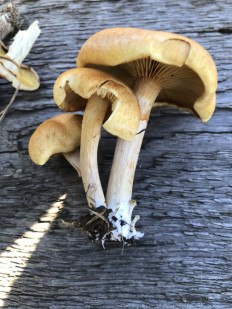 Гриб из с. Кулига