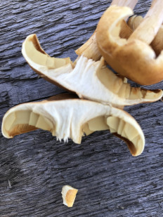 Гриб из с. Кулига