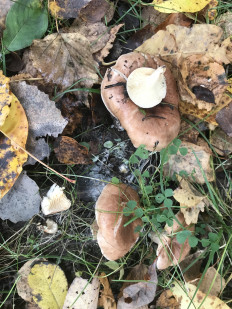 Гриб из с. Кулига