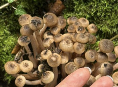 Гриб из Франция