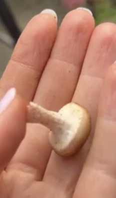 Гриб из Франция