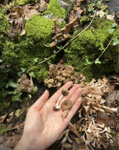 Гриб из Франция