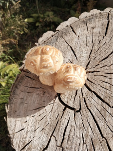 Чешуйчатка разрушающая