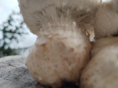 Чешуйчатка разрушающая