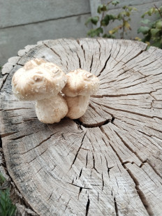 Чешуйчатка разрушающая