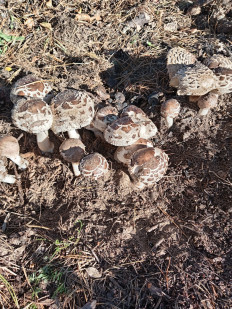 Гриб из Брест