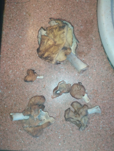 Гриб из Королëв, Московская обл.