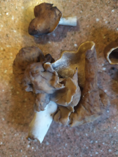 Гриб из Королëв, Московская обл.