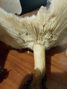 Гриб из Владимир