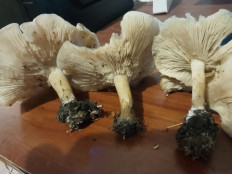 Гриб из Владимир