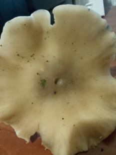 Гриб из Владимир