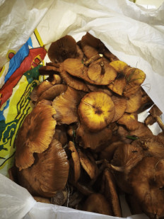 Гриб из Ярославль