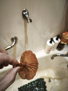 Гриб из Ярославль