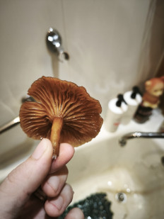 Гриб из Ярославль