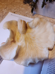 Гриб из Деревня Хализево, Тверская область