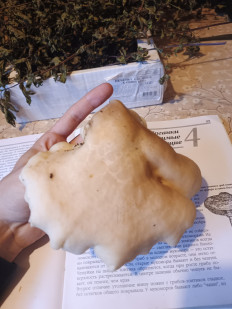 Гриб из Деревня Хализево, Тверская область