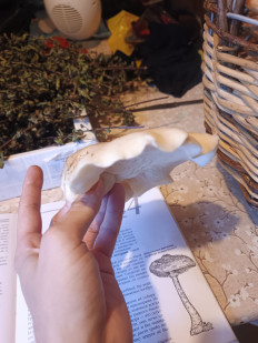 Гриб из Деревня Хализево, Тверская область