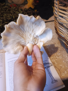 Гриб из Деревня Хализево, Тверская область