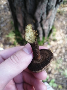 Гриб из Бийск