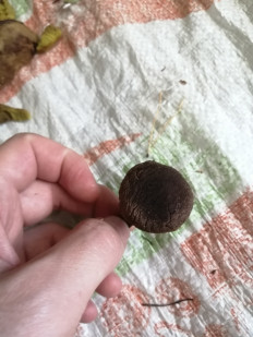 Гриб из Бийск