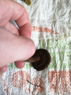 Гриб из Бийск