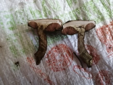 Гриб из Бийск