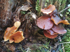 Гриб из Бийск