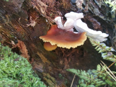 Гриб из Бийск