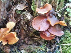 Гриб из Бийск