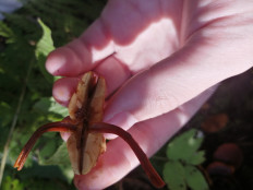 Гриб из Бийск