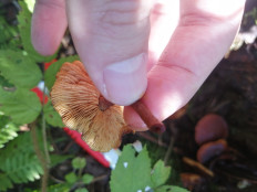 Гриб из Бийск