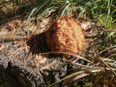 Гриб из Бийск