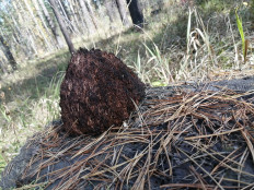 Гриб из Бийск