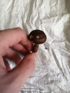 Гриб из Бийск